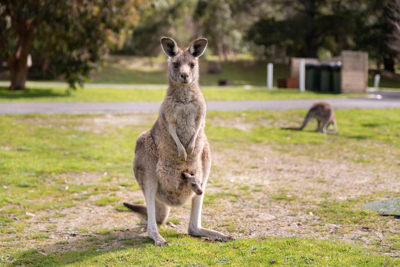 Breeze Holiday Parks - Halls Gap Bagian luar foto
