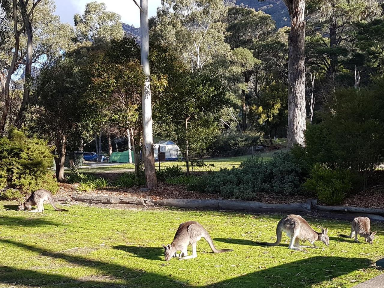 Breeze Holiday Parks - Halls Gap Bagian luar foto
